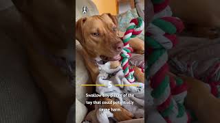 Catahoula Leopard Dog Pitbull Mix: 5 Things I Bet You Didn't Know!!!