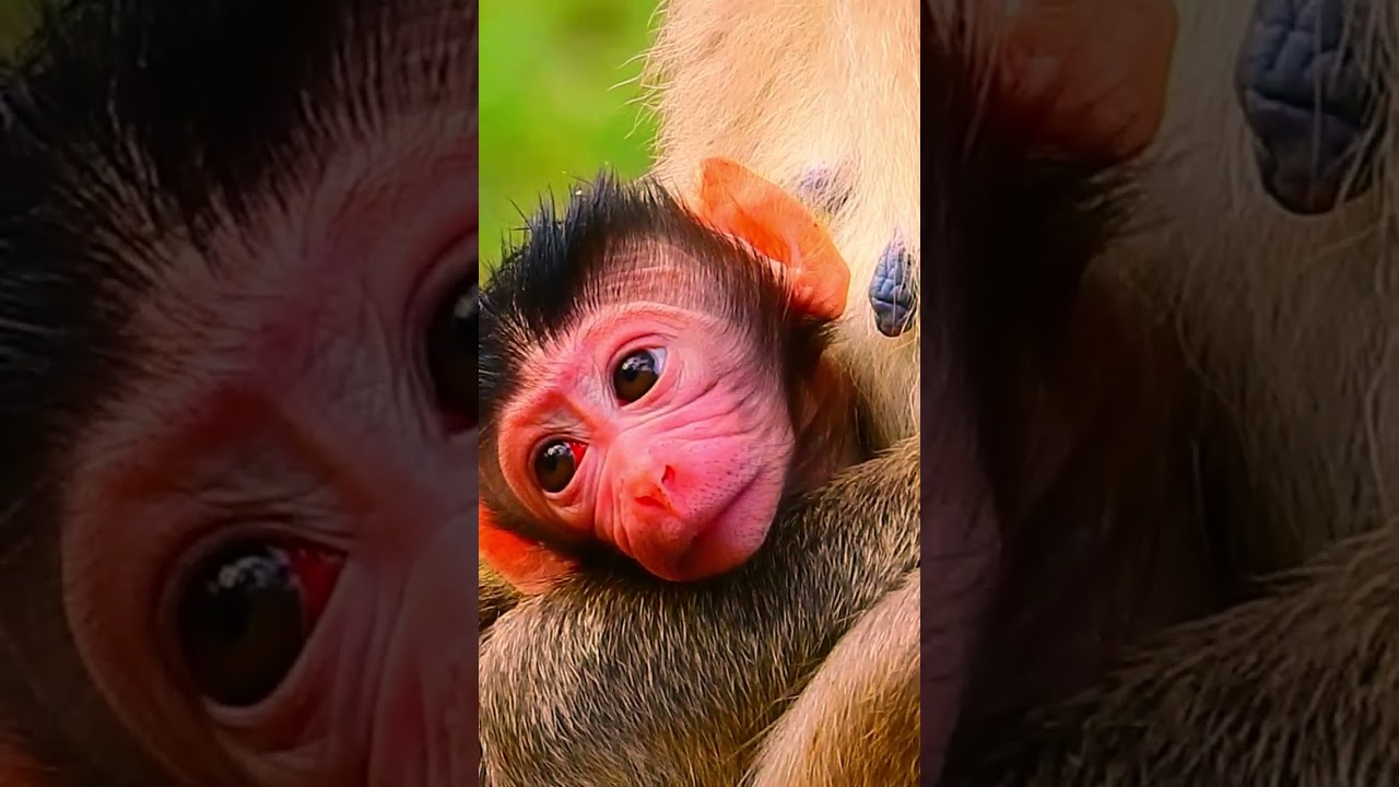 Congratulation !!!! Jane and Her newborn in this morning! 