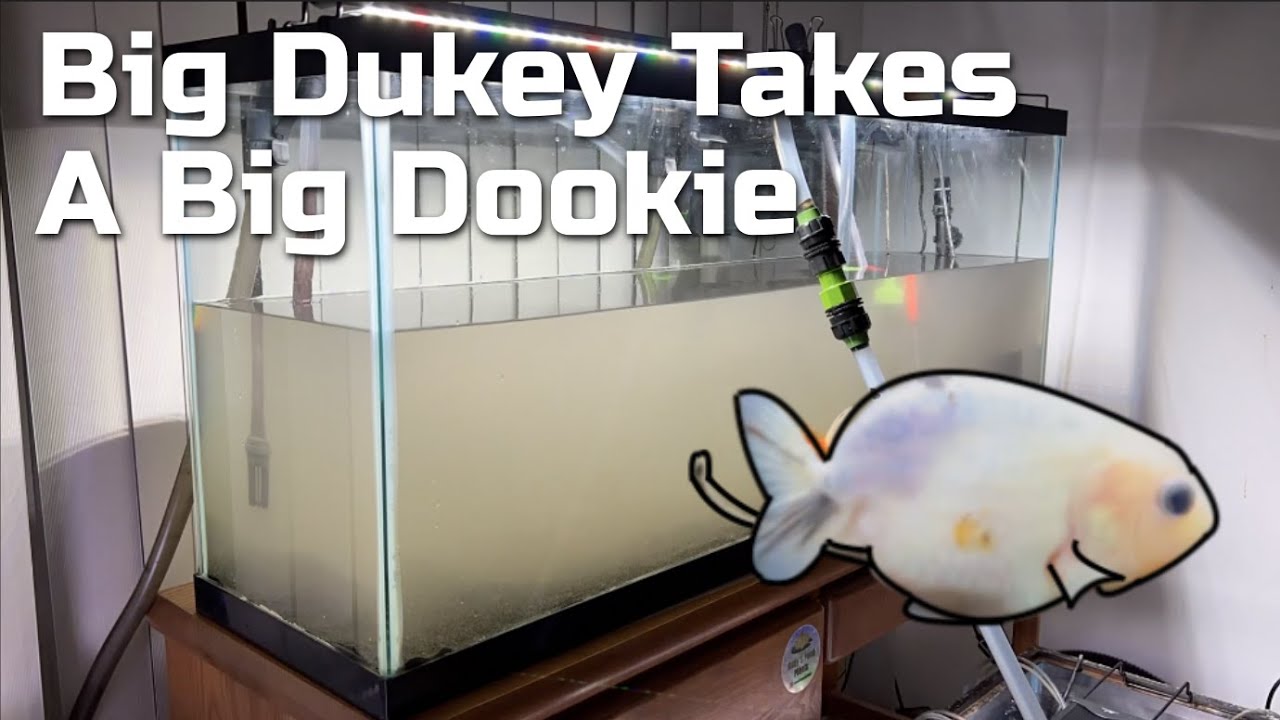 Cleaning my FILTHY goldfish tanks - Starring Big Dukey's Dookie ...