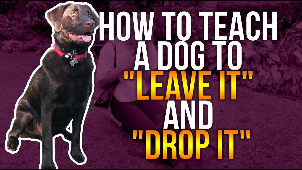 HOW TO TEACH A DOG TO "LEAVE IT" AND "DROP IT" YouTube