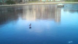 Annoyed ducks and seagulls in Canal Park, Cambridge