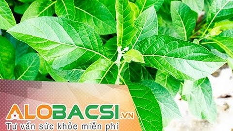 Sự thật về tác dụng của cây MẬT GẤU - ThS.BS.CK2 Trần Ngọc Lưu Phương