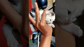 Anak kucing lucu #video #trending #funny #shorts #viral #fy #catvideo #trend #douyin #lucu #cat #pov