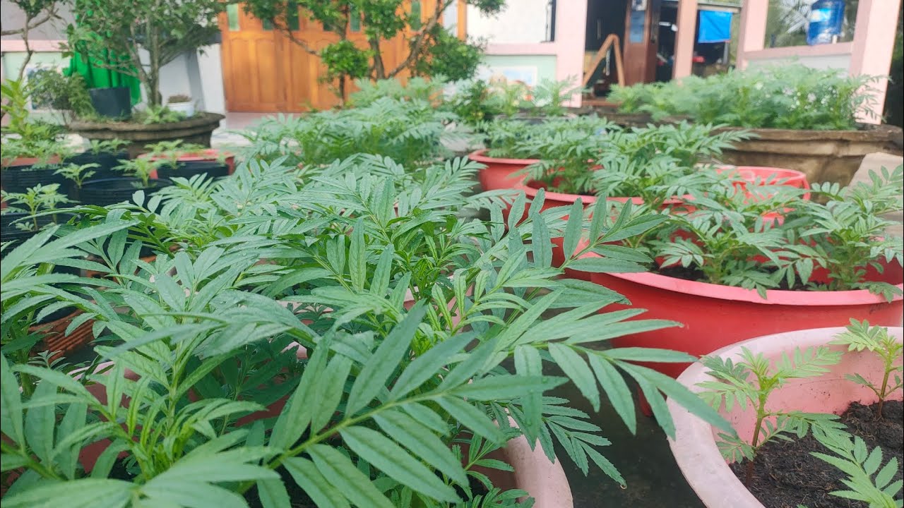 cách trồng bông vạn thọ tết 2026, tưới phân thúc cây mau phát triển, huỳnh cập nhật 