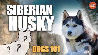 Majestic SIBERIAN HUSKY 101 - Guide to the Perfect Companion by Animals101 11,273 views 1 year ago 3 minutes, 53 seconds