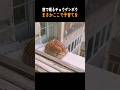 【ほっこり】窓で眠るチョウゲンボウ、まさかここで子育てを