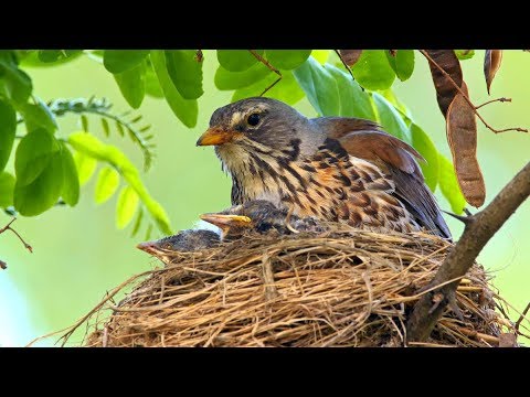 Nesting Birds Fieldfare Turdus Pilaris