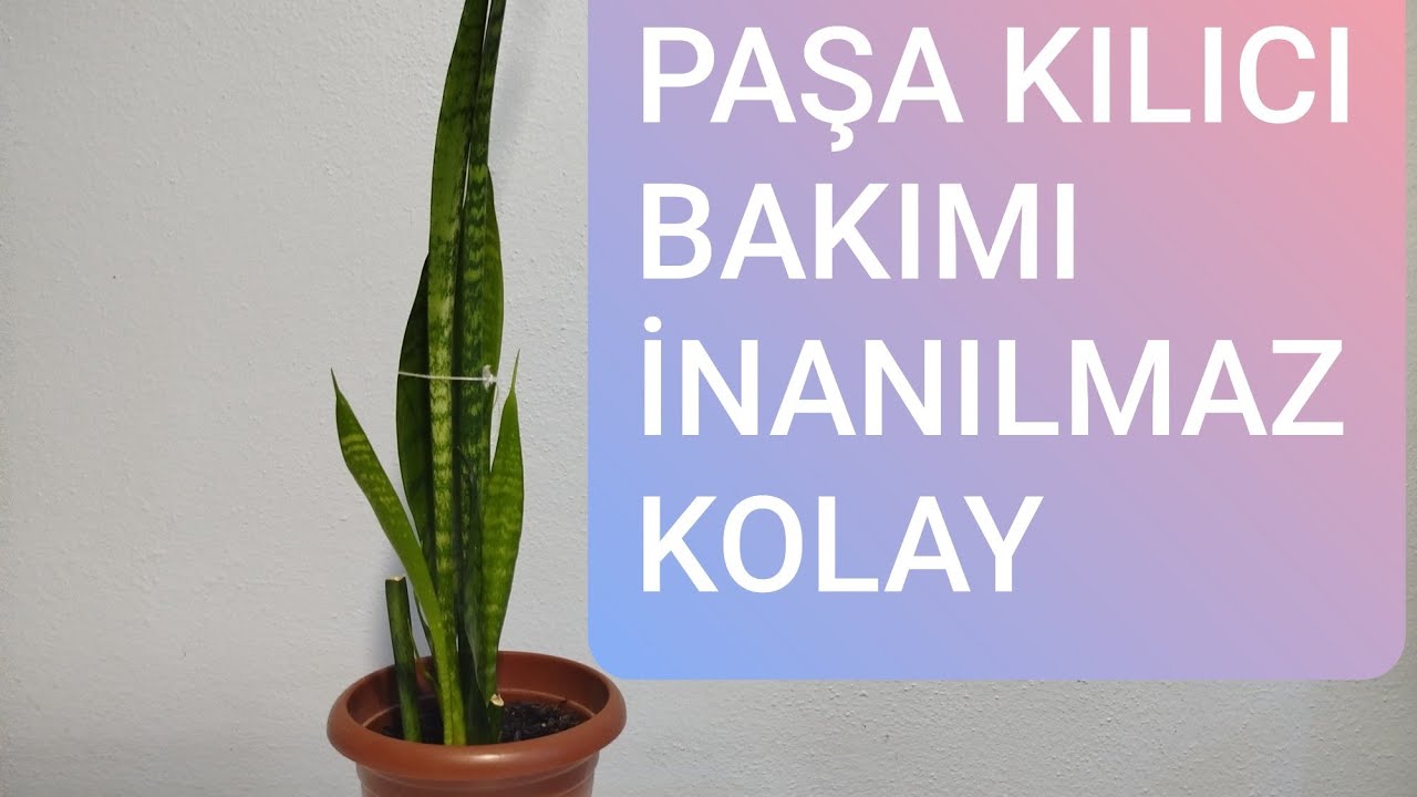 Neden Bu Bitkiyi Evimize Almalıyız? - Paşa Kılıcı Bakımı