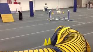 Pixie AKC TTB Q 2/26/16