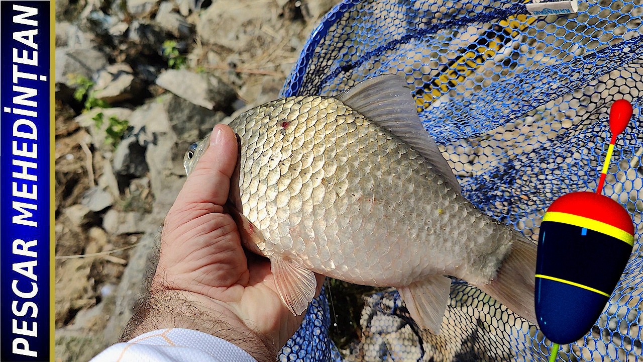 Pescuit pe cod portocaliu de căldură. Dunăre. Svinița. 4-5/IUL/2025