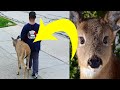 Boy Mocked Every Day For Walking Deer Until They Saw Its Eyes