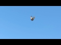 Николаевские голуби (high flying pigeons)