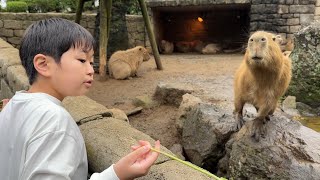 レオくんがおでかけ!伊豆シャボテン動物公園! Part159 トイキッズ