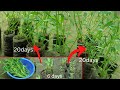 Growing Water spinach (Kolmi shak) Using recycle plastic bottle | Easy way to grow water spinach