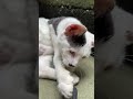 Too Gentle to Be Angry Even When I Disturbed His Bath Time #cat #cuteanimal #kitten #animals