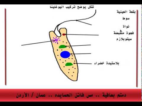 كيف ترسم اليوغلينا الطلائعيات أحياء عاشر