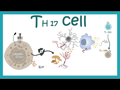 Video: IL-17 Kavē CXCL9 / 10 Starpniecību CD8 + Citotoksisko T šūnu Un Regulējošo T šūnu Piesaistīšanu Kolorektālajiem Audzējiem