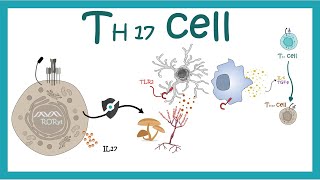 Th 17 cells | Development ,differentiation and function