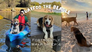 Tuayfoo fortnightly wrap up Ep.4 | ถ้วยฟู | Beagle in Perth