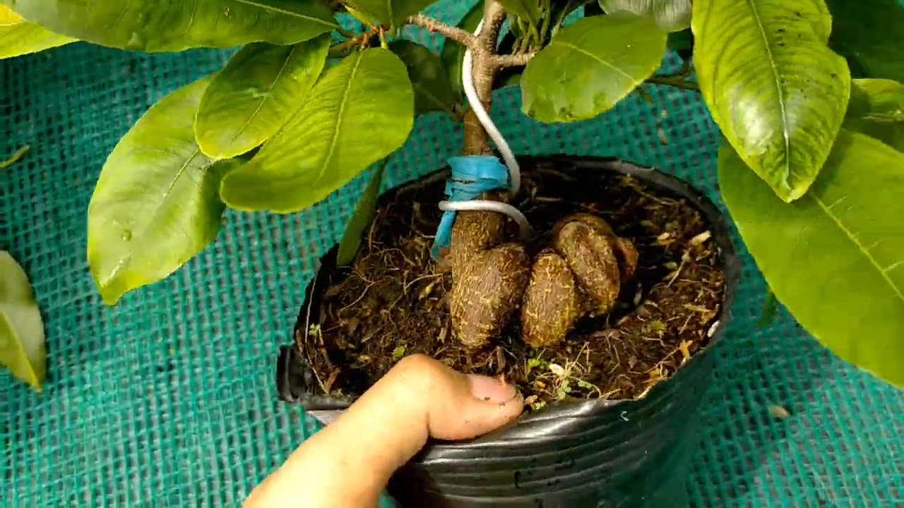 Mai Giống Cúc Hoa Hồng mini cực đẹp _80k-70k_... - youtube