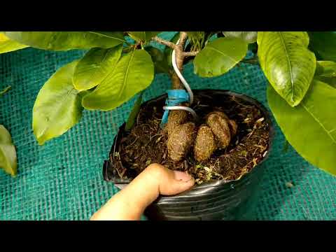 Video Mai Giống Cúc Hoa Hồng mini cực đẹp _80k-70k_... - youtube