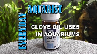 How To Anaesthetize and Euthanize Fish Humanely With Clove Oil