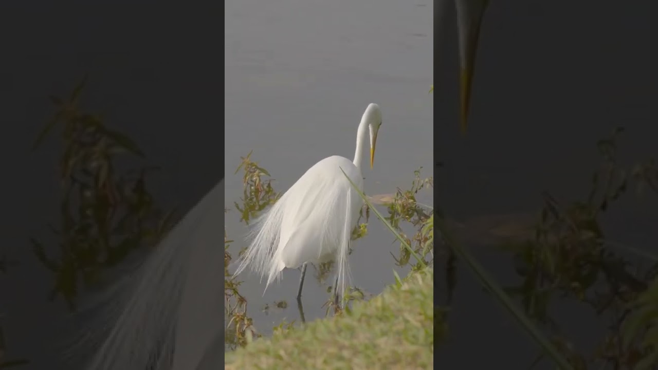 Bird Video||Heron Bird||View Of White Heron Hunting||