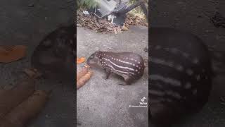 Loque La Madre Naturaleza Nos Da Una Belleza Tepescuintle