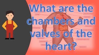What are the chambers and valves of the heart ?  | Best Health FAQS