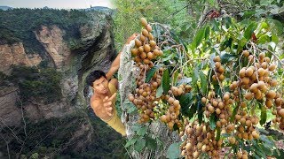 Adventure in forest - how to Find food hard in the mountain Gorge - Eating longan delicious