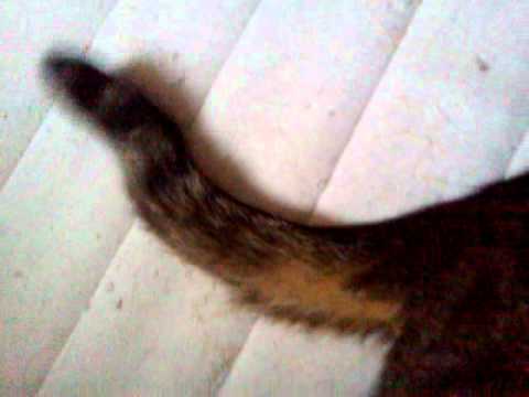 wallpapers My Cat's Tail Is Broken What Can I Do cat s broken tail trash youtube