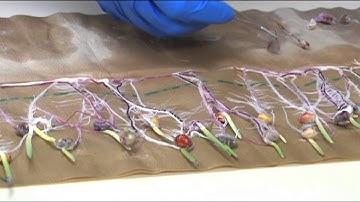 Introduction to Seed Savers Exchange (excerpt from Garden Guardians)