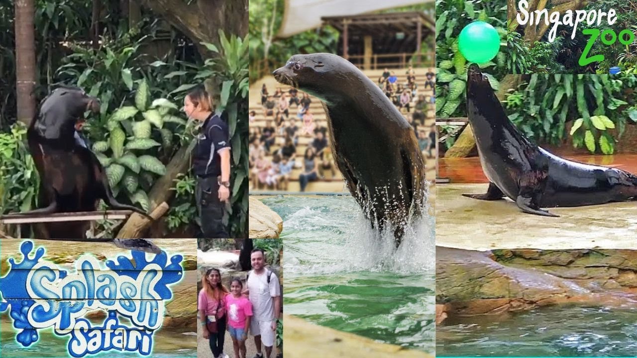 SINGAPORE SPLASH SAFARI | SEAL SHOW | SINGAPORE ZOO | 