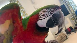 Watermelon Birbbig Wing