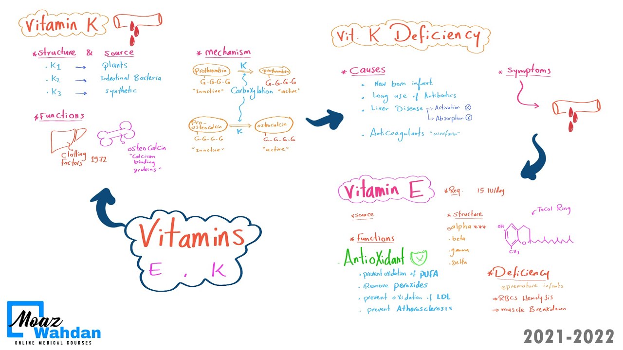 08 Vitamin K metabolism - Moaz Wahdan
