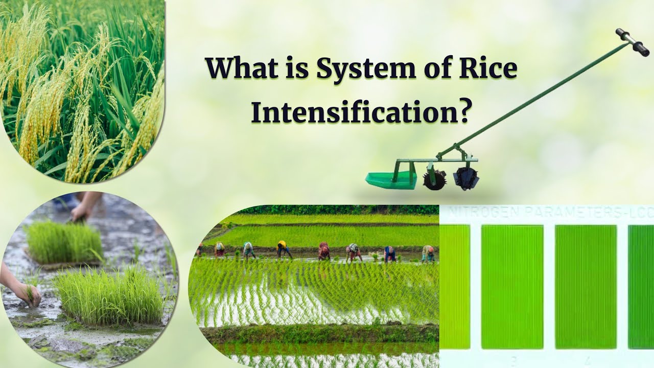 Transform Agriculture through System of Rice Intensification, Maximizing Yield by 50% !!