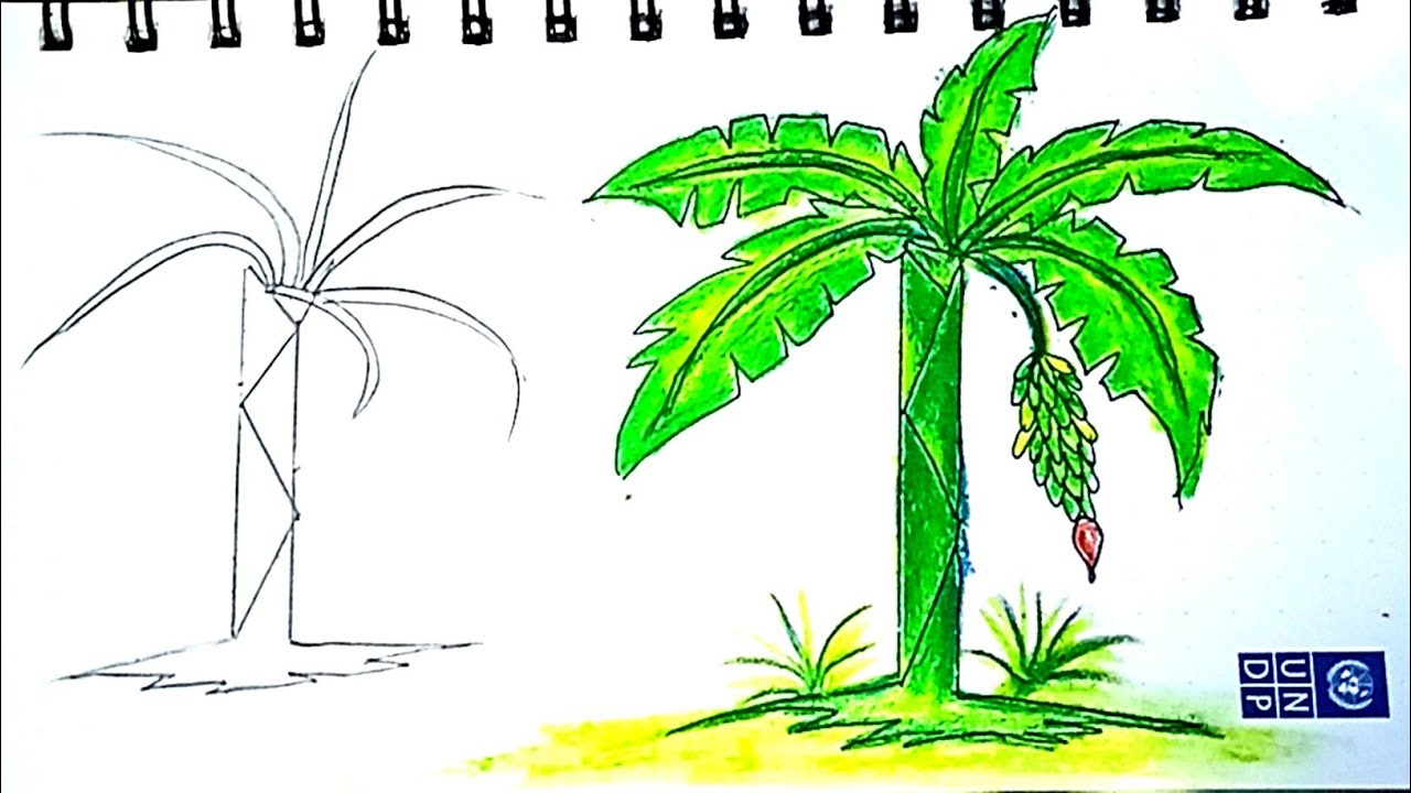 how to draw banana tree very easy