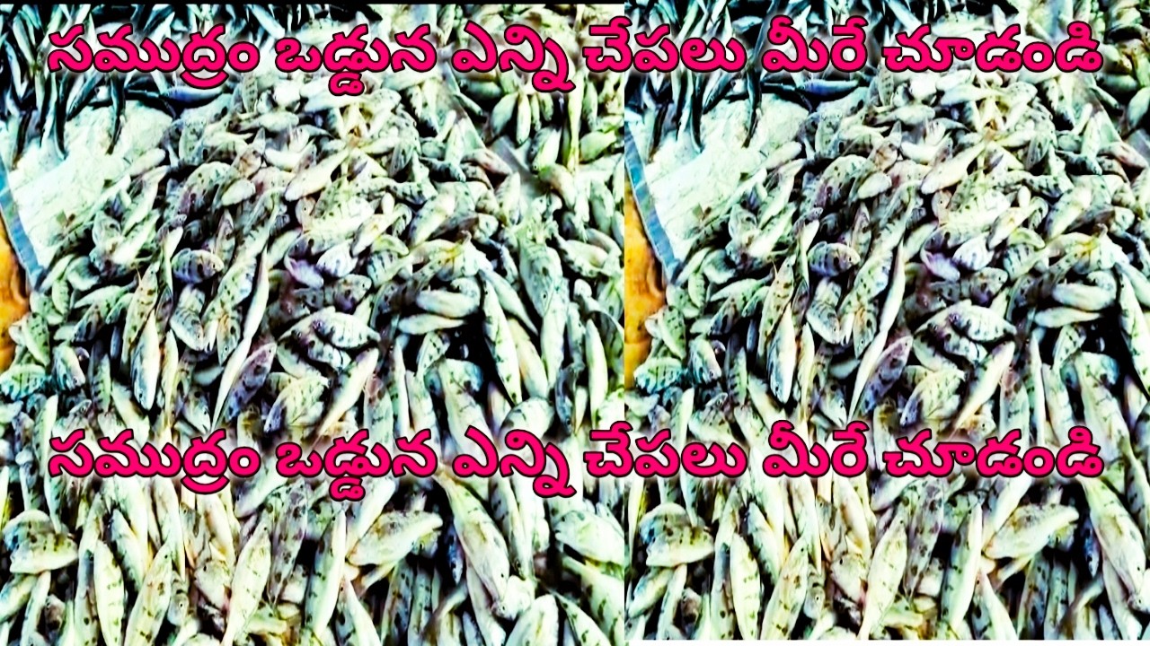 సముద్రపు ఒడ్డున చేపల సందడి! చేపలు పట్టడం మరియు అమ్మడం | Fishermen Life