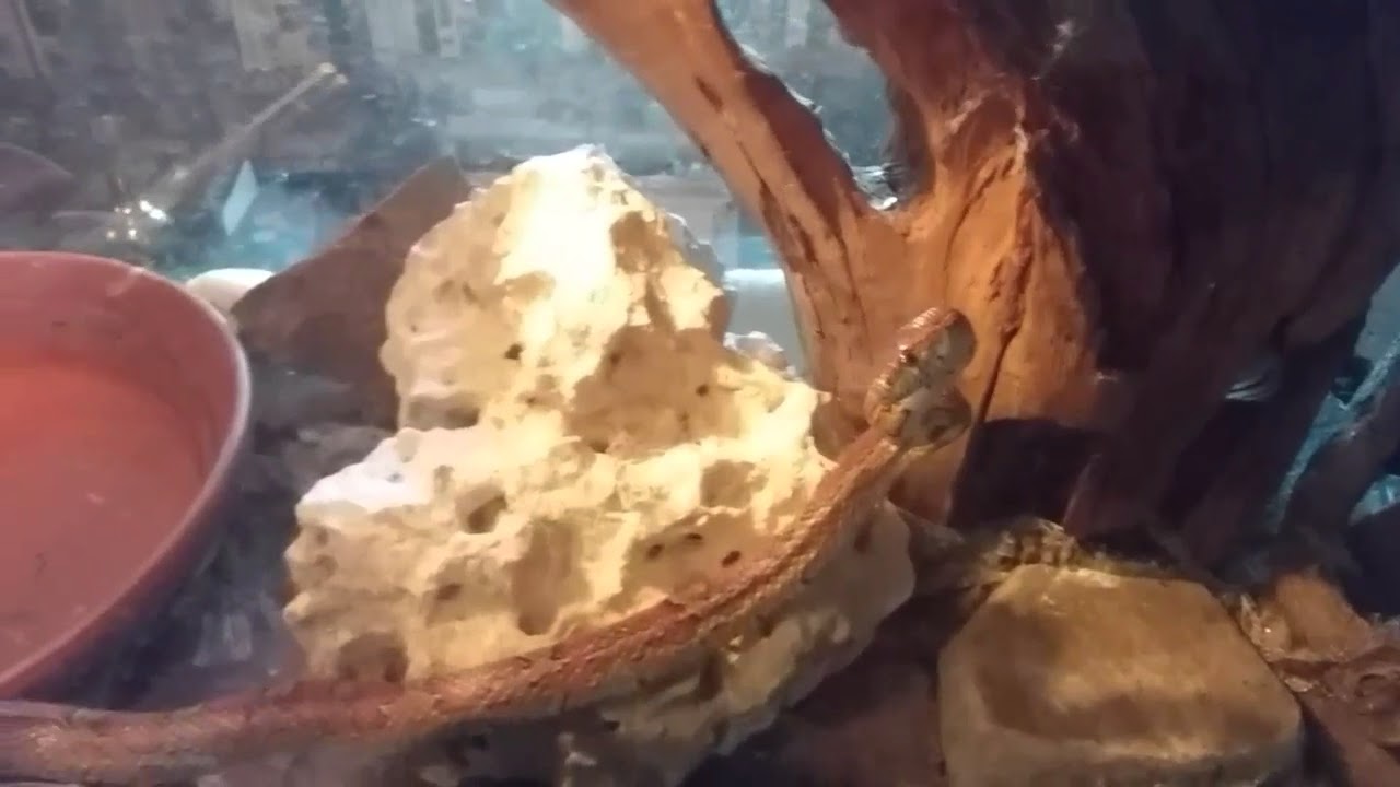 camera iphone 8 plus apk Snake, Oscar & Spider
