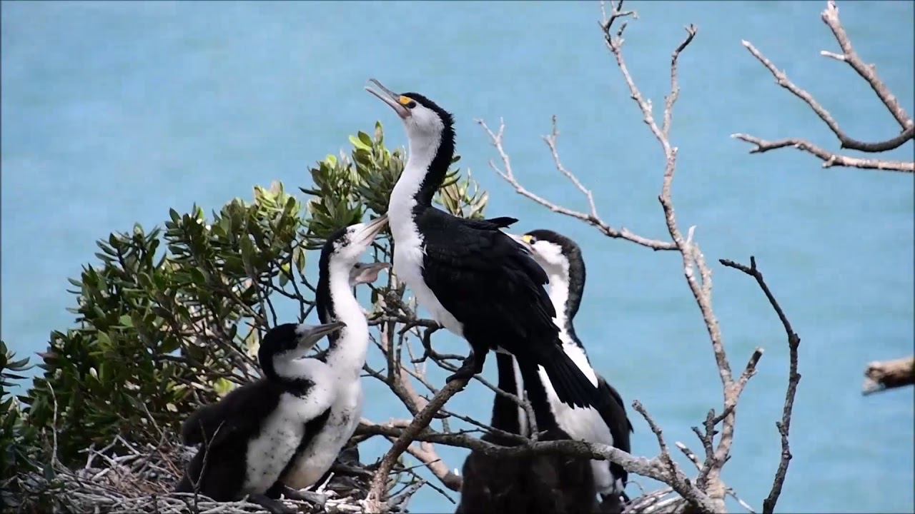 Pied Shag/Kawau Chicks Feeding