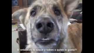 Talking animals ultimate dog tease (sub español) Ultimate Dog Tease Talking Animals