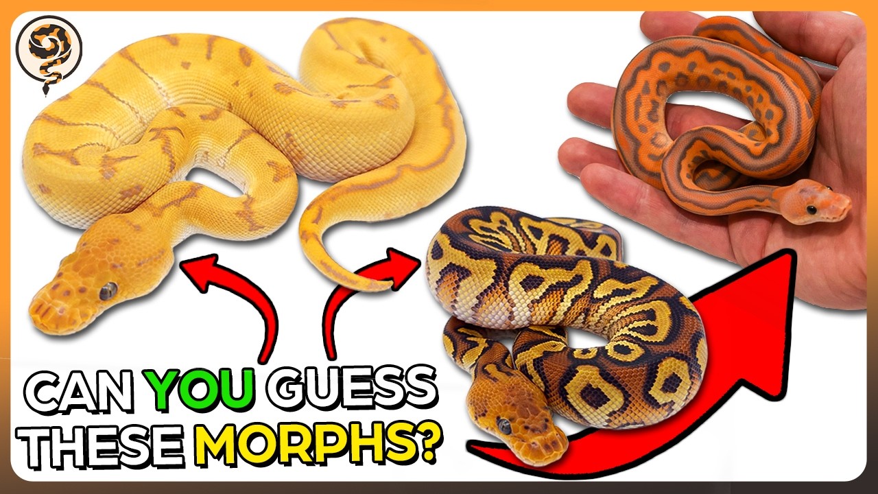 Can YOU guess these Ball Python Morphs? Let's find out! - FEBRUARY Edition!