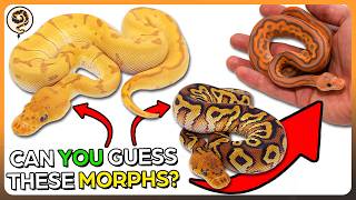 Can YOU guess these Ball Python Morphs? Let's find out! - FEBRUARY Edition!