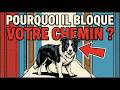 Pourquoi votre chien vous bloque-t-il le passage ? La vérité choquante enfin révélée !