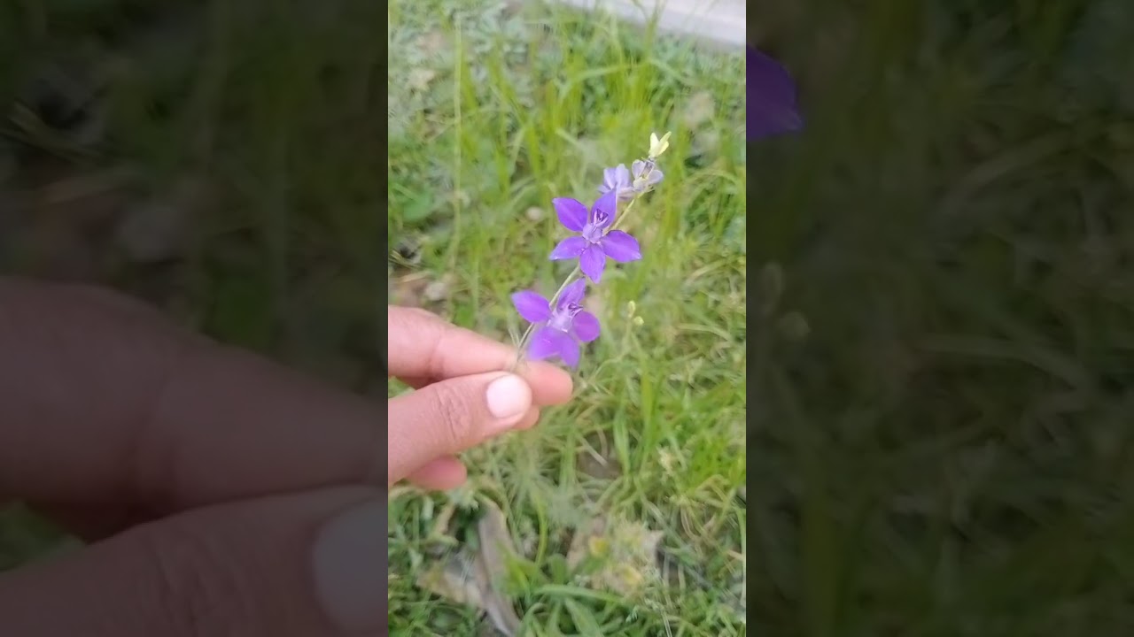 Delphinium ajacis (Consolida ajacis) Rocket larkspur