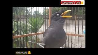 🔥Kicaumania wajib punya burung JALAK KEBO/KERBAU Gacor🔥#kicaumania #masteranburung #viral #birds