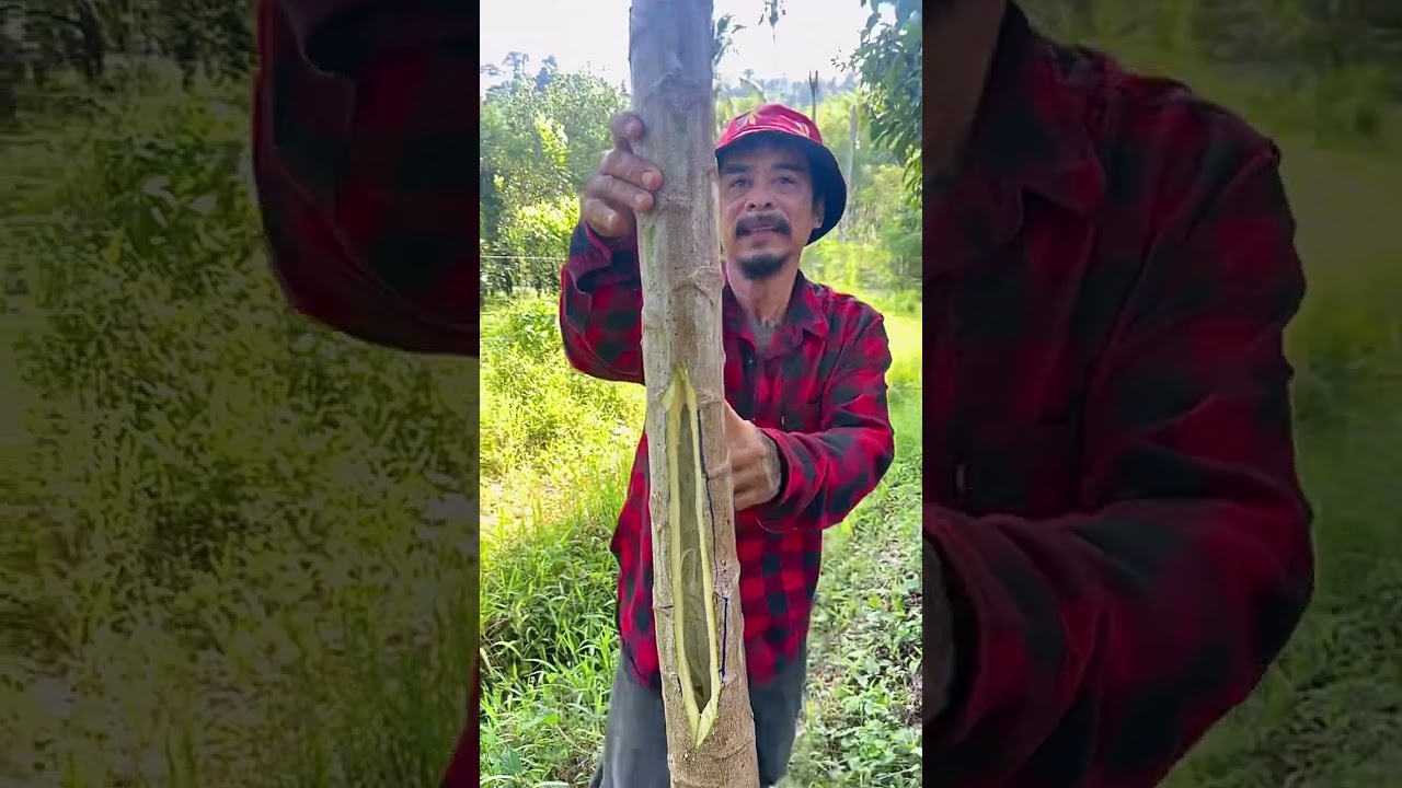 โน้มต้นมะละกอลงมา