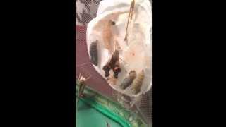 Painted lady butterfly emerges from chrysalis cocoon