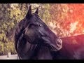 2018 Hits Mix ( Equestrian Music Video )