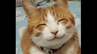 Le chat le plus marrant du monde !!! /